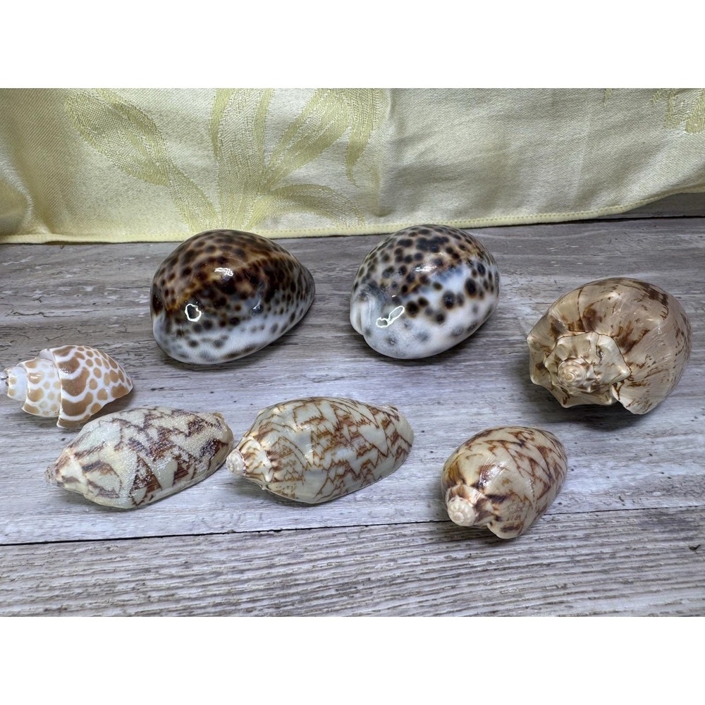Cymbiola Vespertilio BAT VOLUTE Tiger Cowrie Cypraea tigris Lot Of 7 Sea Shells